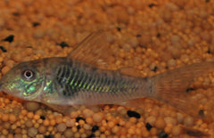 Corydoras Septentrionalis M Pantsermeerval Septentrionalis