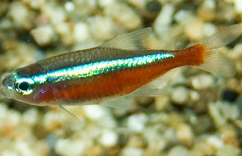 Paracheirodon Axelrodi XL  Kardinaal Tetra XL