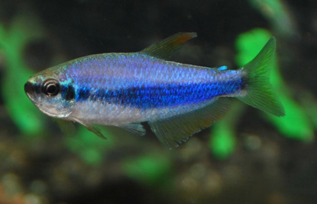 Inpaichthys Kerri Blauwe Koningszalm