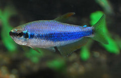Inpaichthys Kerri Blauwe Koningszalm