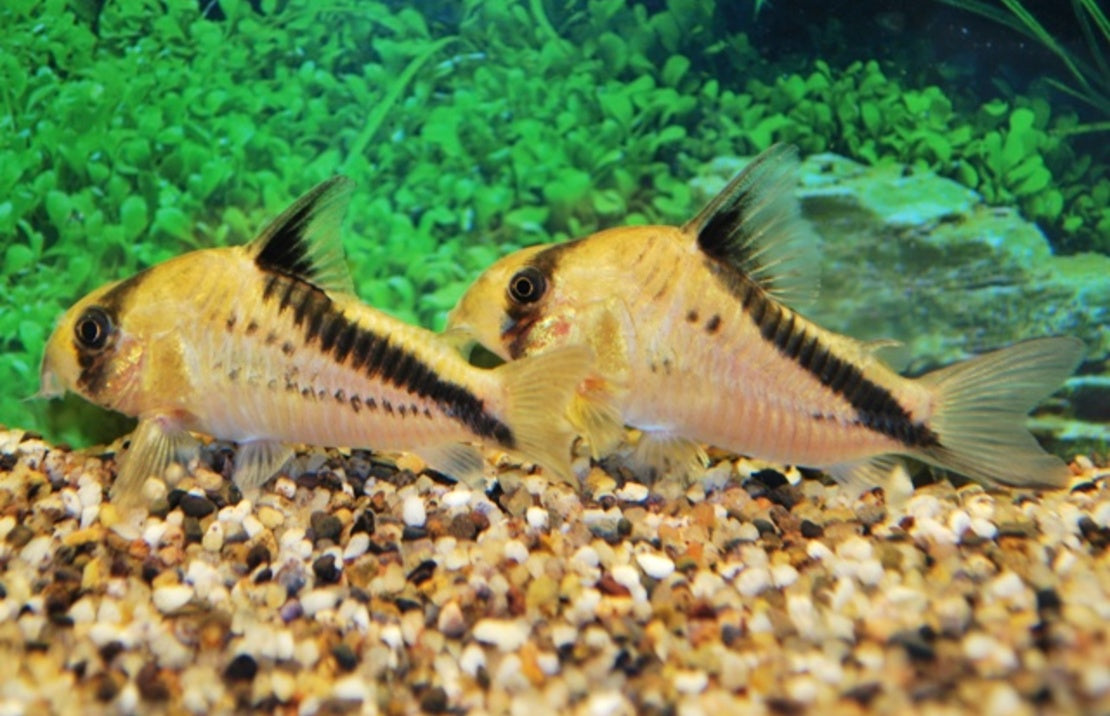 Corydoras Melini M Pantsermeerval Melini