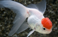 Sluier Staart Leeuwenkop Redcap