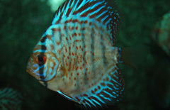 Discus Leopard