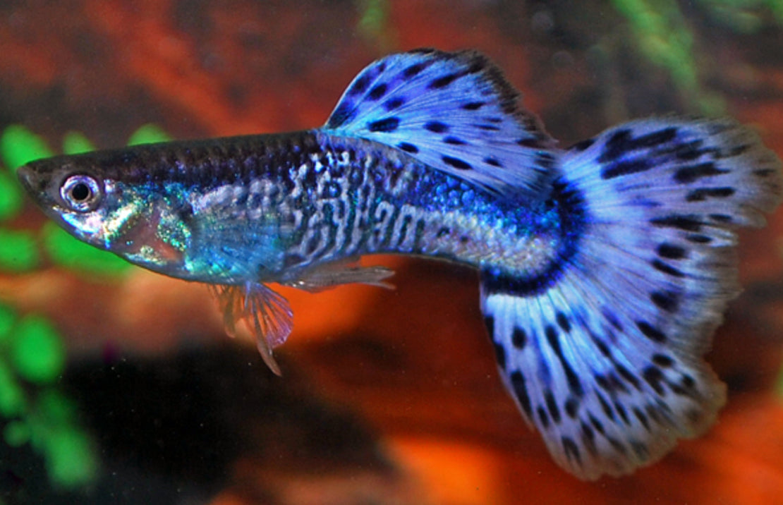 Poecilia Reticulata Snakeskin Blauw