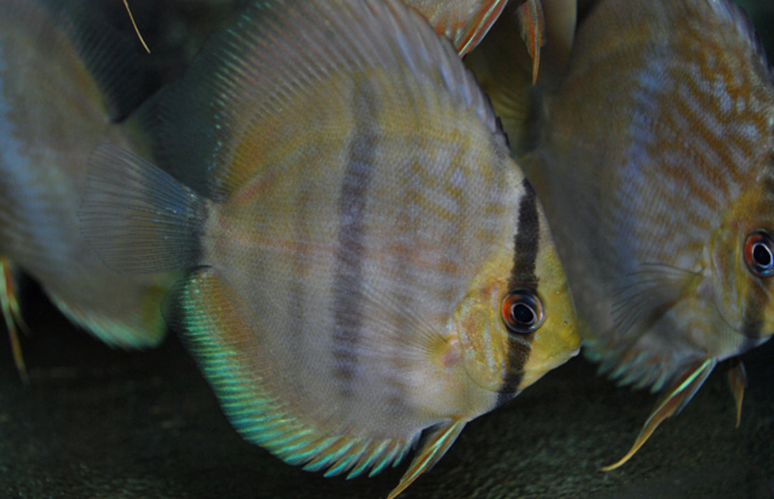 Wildvang Rio Ninin Discusvis