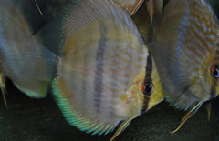 Wildvang Rio Ninin Discusvis