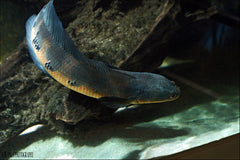 Channa Marulioides RED  (Keizer Slangekopvis)  XL  (40-45cm)