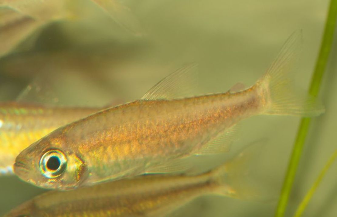 Phenacogrammus Sp. "red Makoua"