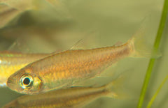 Phenacogrammus Sp. "red Makoua"