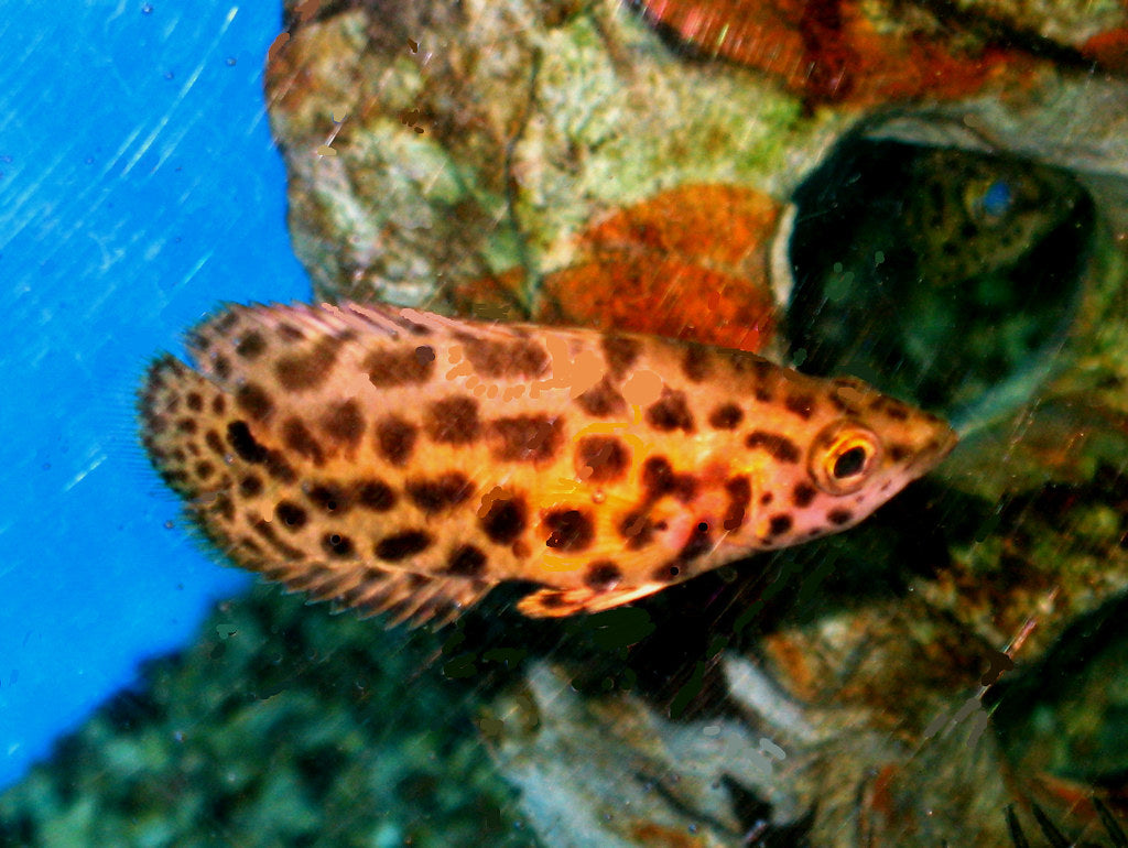 ctenopoma acutirostre luipaard gourami