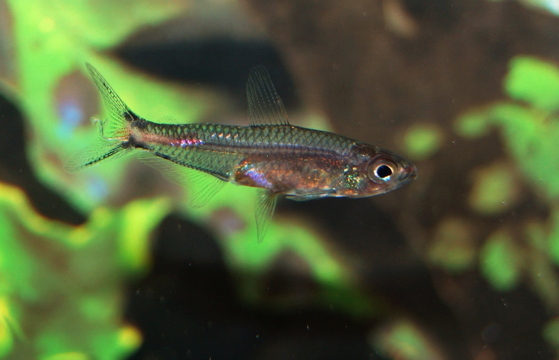 Brittanichthys Axelrodi
