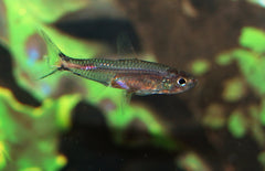 Brittanichthys Axelrodi
