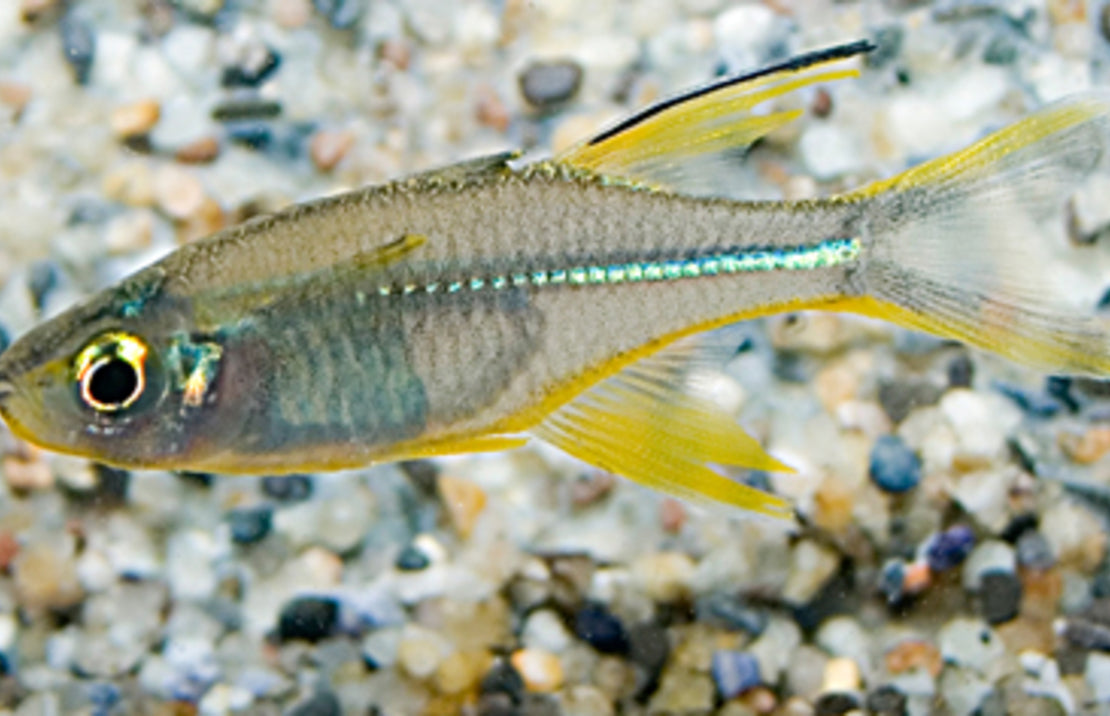 Marosatherina ladigesi L Zeilvis