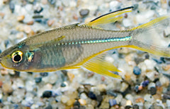Marosatherina Ladigesi L Zeilvis