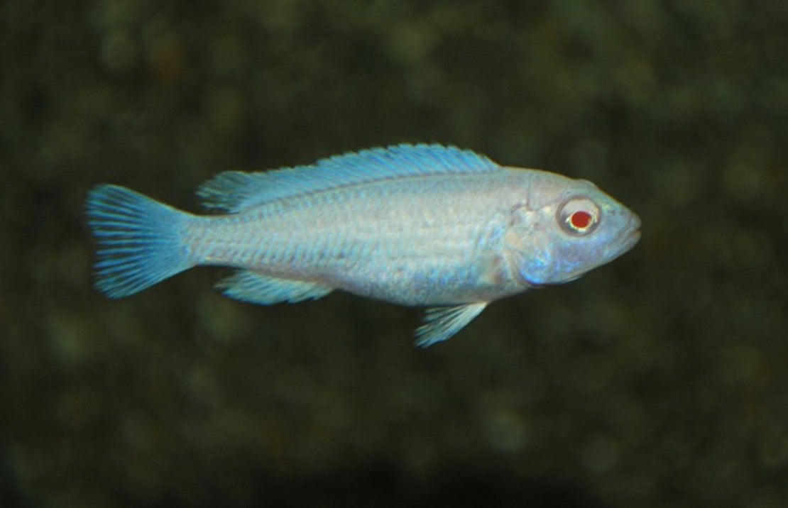 Pseudotropheus Socolofi Albino M Ijsblauwe Malawi Cichlide Albino