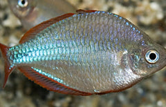 Melanotaenia Praecox Balloon