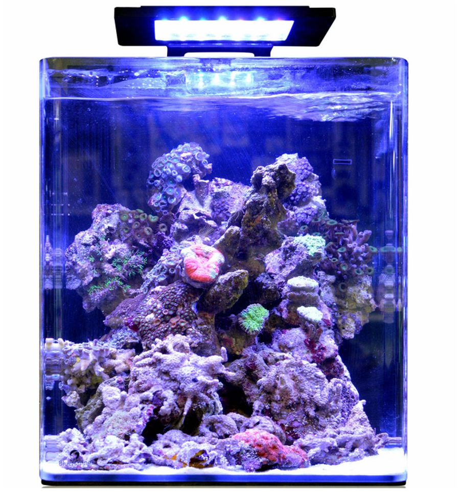Blue Marine Reef 60