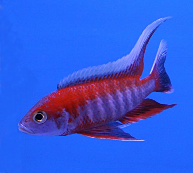 Aulonocara jacobfreibergi eureka-red