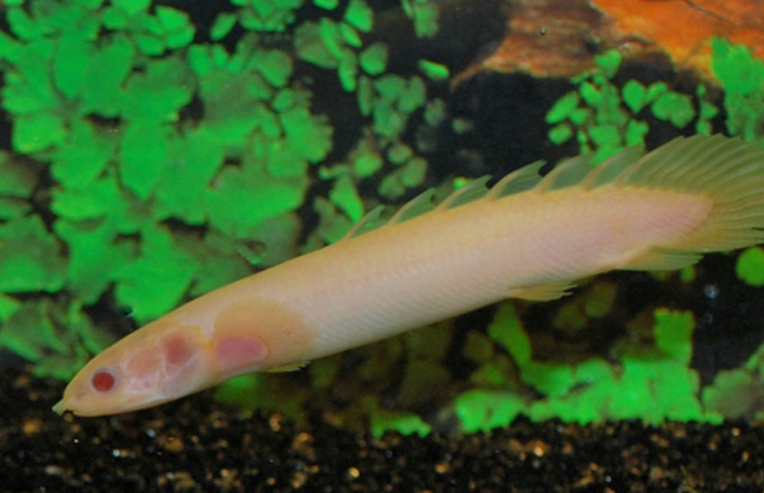Polypterus Senegalus Albino Kwastvinsnoek