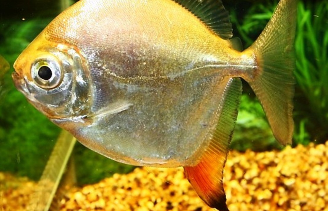 Myloplus rubripinnis Roodhaak Schijfzalm