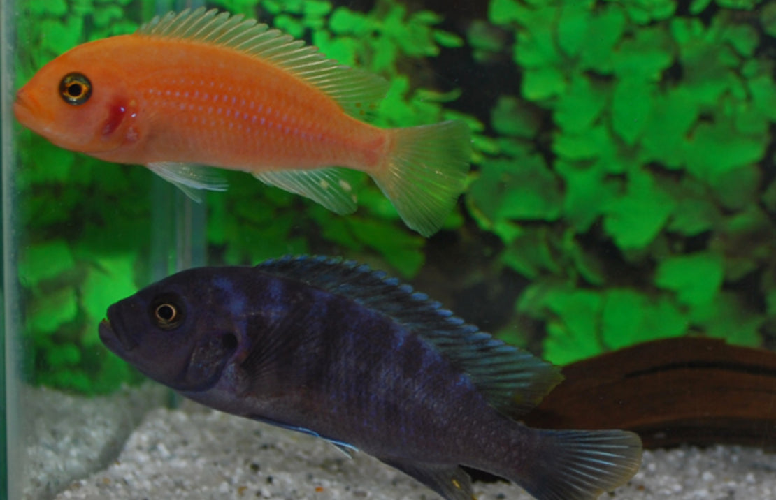 Pseudotropheus zebra red + red Pseudotropheus Zebra South – Heevis