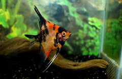 Pterophyllum scalare Maanvis Koi Roodwang