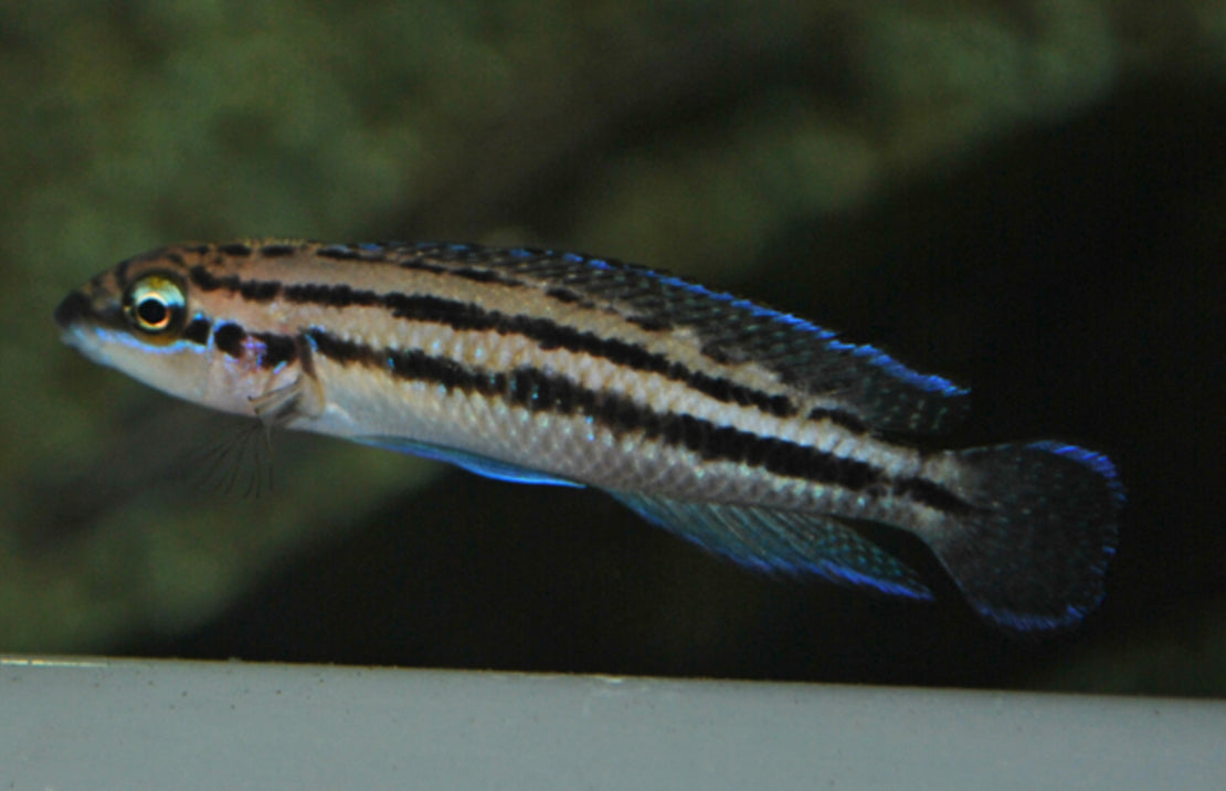 Julidochromis Dickfeldi Tanganyika Cichlide