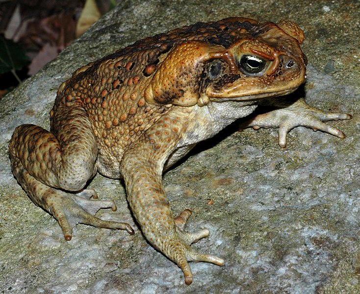 Rhinella marina (Bufo marinus) pad