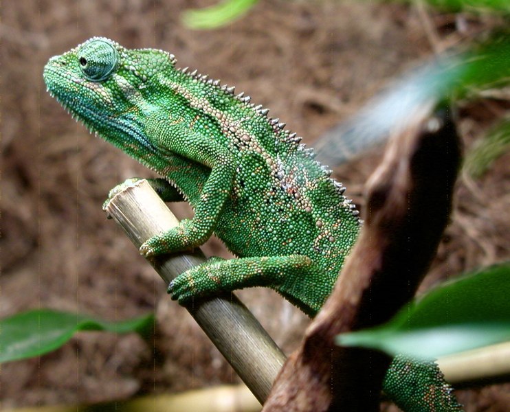 Trioceros ellioti