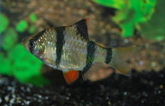 Puntigrus Tetrazona Sumatraan