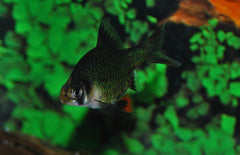 Puntigrus Tetrazona Green S Groene Sumatraan