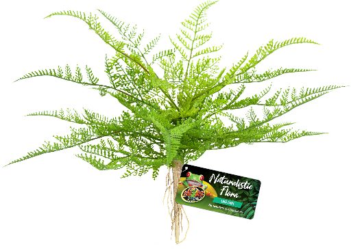 BU-62E LACE FERN 22CM