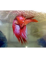 Betta splendens Kempvis man mixed colors