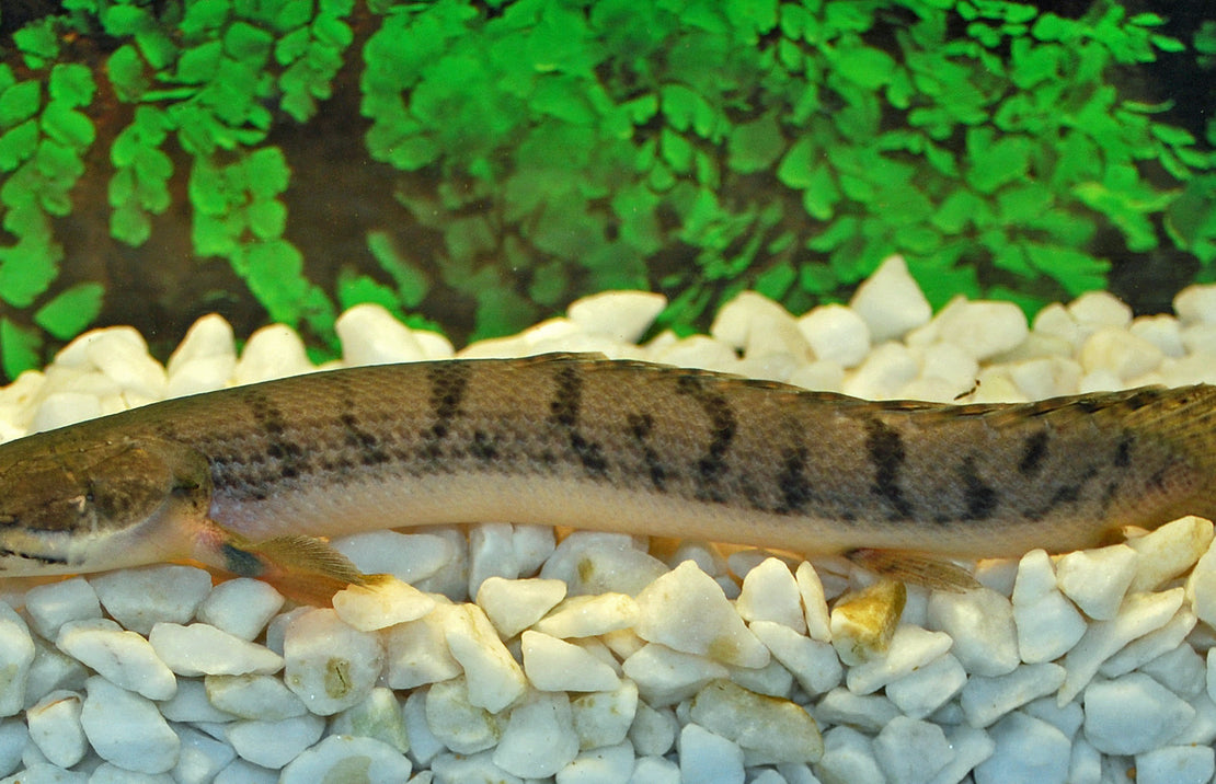 Polypterus Weeksii M Kwastvinsnoek Weeksii