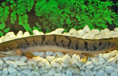 Polypterus Weeksii M Kwastvinsnoek Weeksii