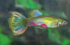 Poecilia reticulata Gup Man Blond Parrot Male M
