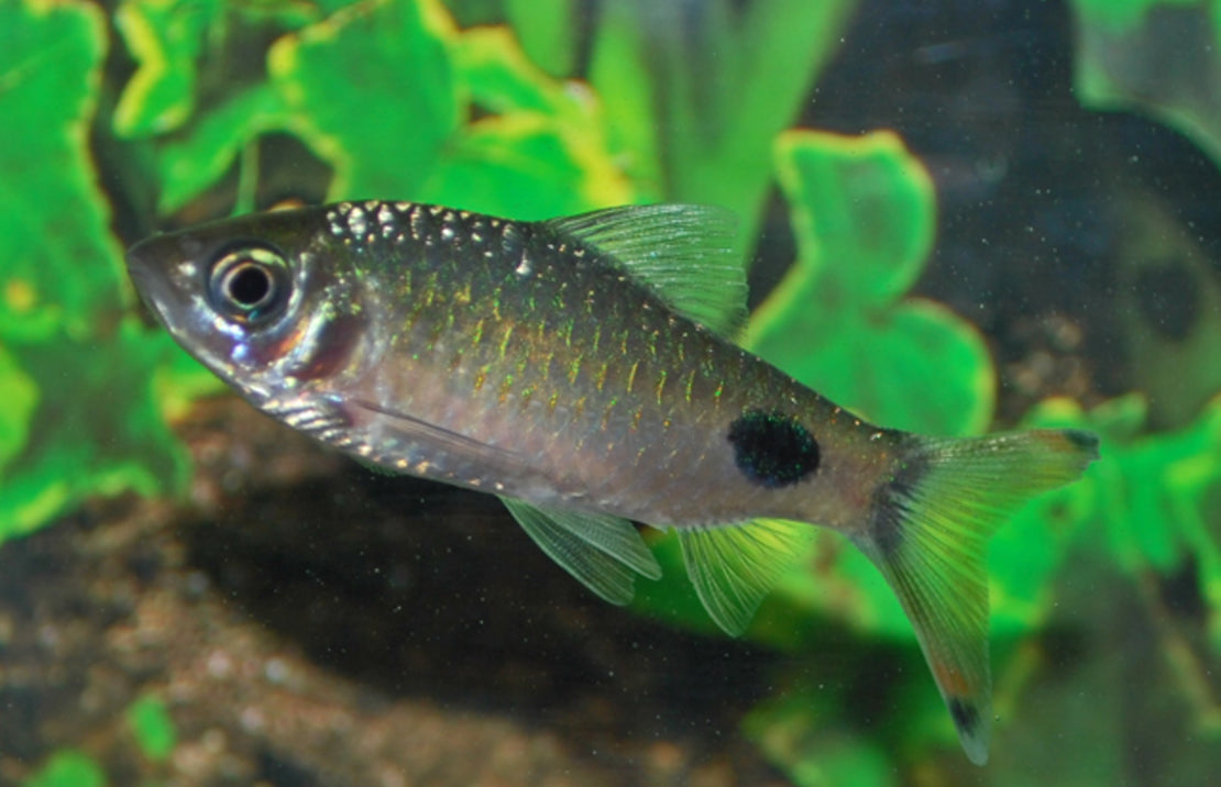 Dawkinsia Filamentosa M-L Barbeel Filamentosa