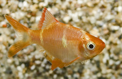 Puntigrus Tetrazona Albino Sumatraan Albino