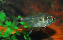 Hemigrammus Ocellifer Lichtvisje