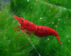 Neocaridina Davidi Sakura Red - Garnaal