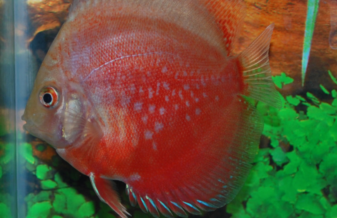 Rood-witte Discus Symphysodon Aeq.red-white