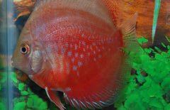 Rood-witte Discus Symphysodon Aeq.red-white