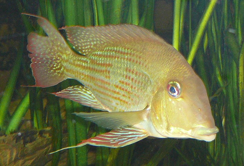 Geophagus Daemon (Paardekopcichlide Brazilië)