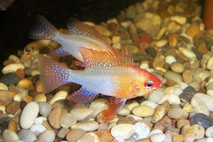 Mikrogeophagus ramirezi red gold
