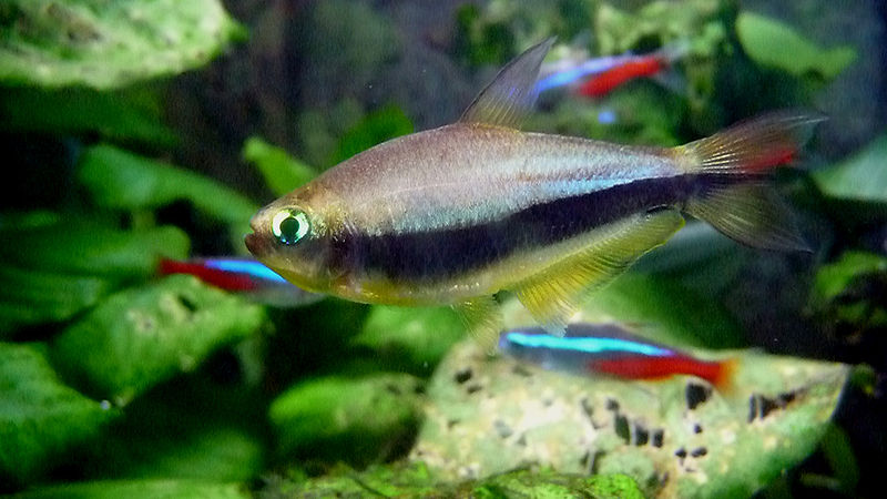 Nematobrycon palmeri Keizertetra