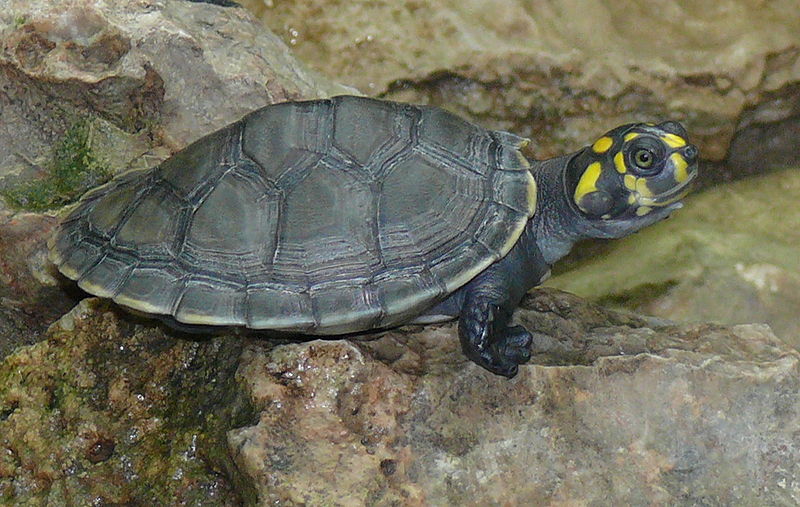 Podocnemis unifilis