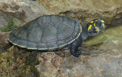 Podocnemis unifilis