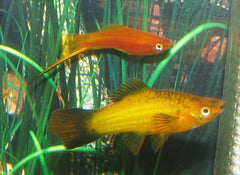 Xiphophorus Helleri Marble Zwaarddrager Marmer