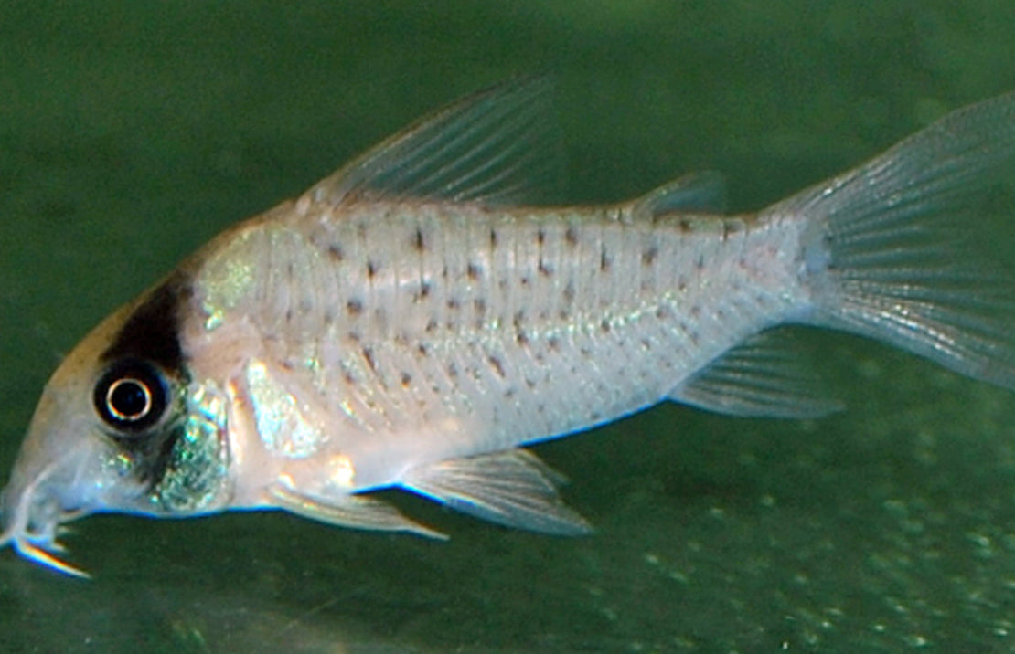 Corydoras sychri L Pantsermeerval Sychry