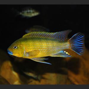 Pseudotropheus Williamsi blue lips